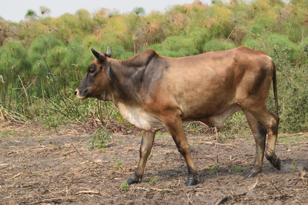 cow chilling in the hood